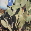 Secondhand Paul Smith Blue Sky Inn Cactus Print Polo - '10s